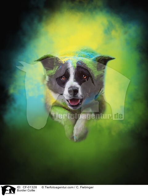 Border Collie / Border Collie / CF-01328