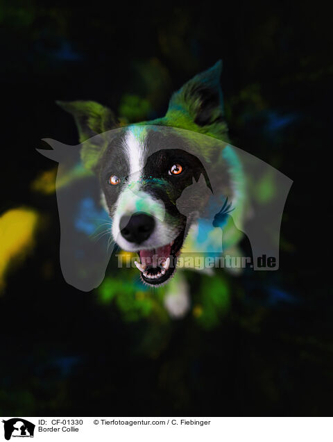 Border Collie / Border Collie / CF-01330