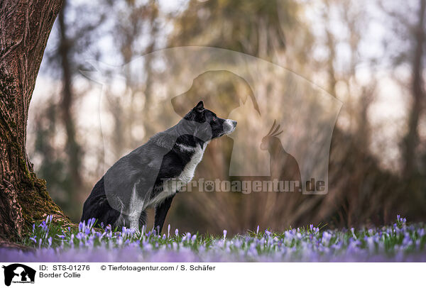 Border Collie / STS-01276
