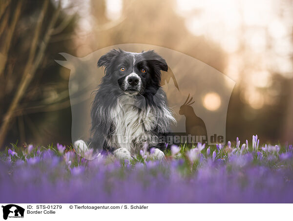 Border Collie / Border Collie / STS-01279