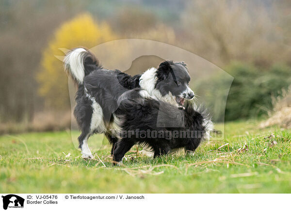Border Collies / VJ-05476
