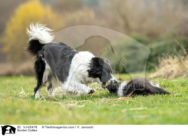 Border Collies / Border Collies / VJ-05478