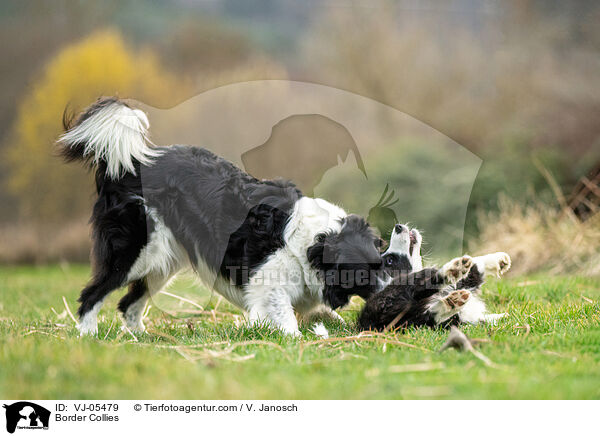 Border Collies / Border Collies / VJ-05479