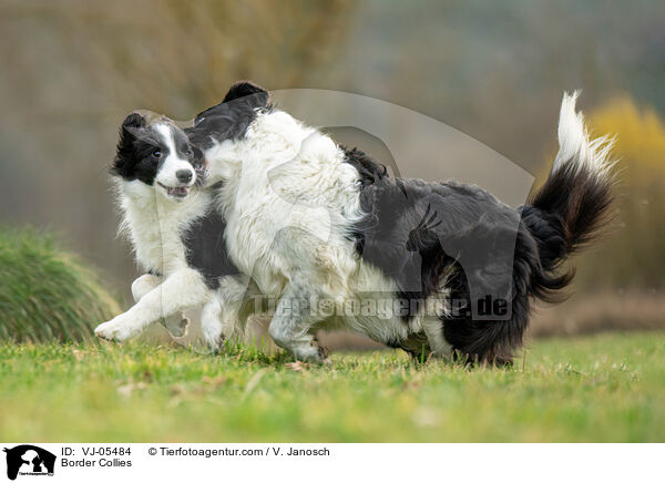 Border Collies / VJ-05484