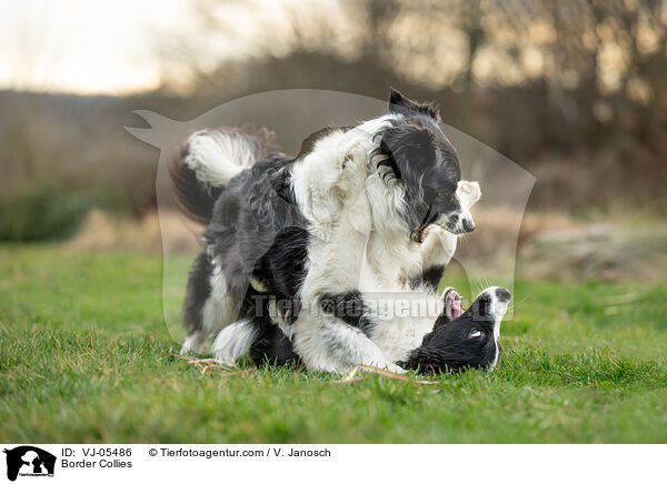 Border Collies / VJ-05486