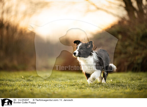 Border Collie Welpe / Border Collie Puppy / VJ-05497