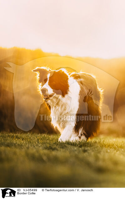 Border Collie / Border Collie / VJ-05499