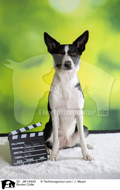 Border Collie / JM-18480
