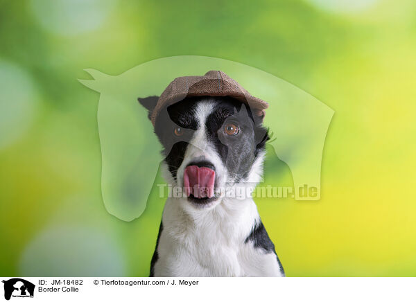 Border Collie / Border Collie / JM-18482