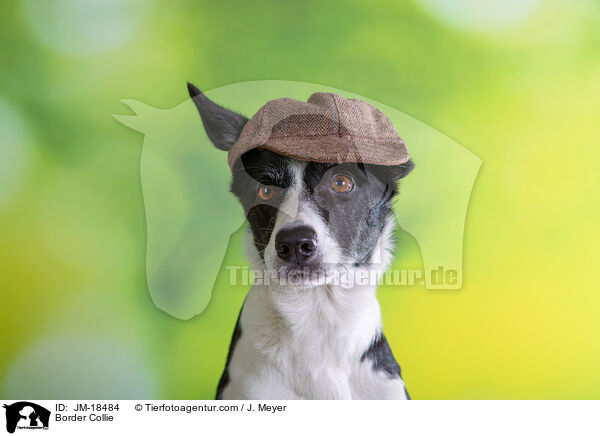 Border Collie / Border Collie / JM-18484