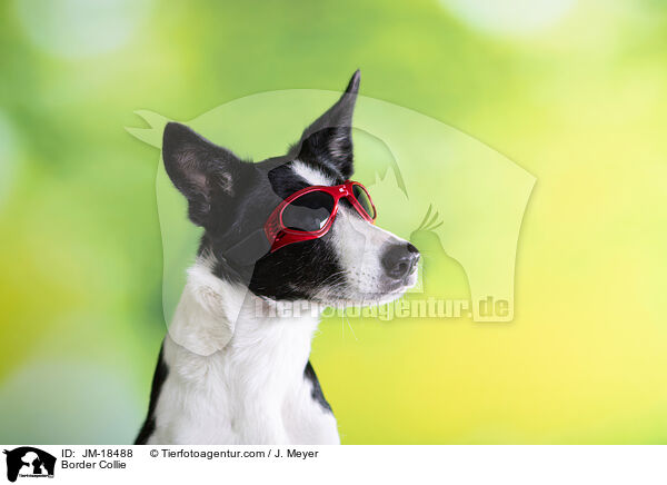 Border Collie / Border Collie / JM-18488