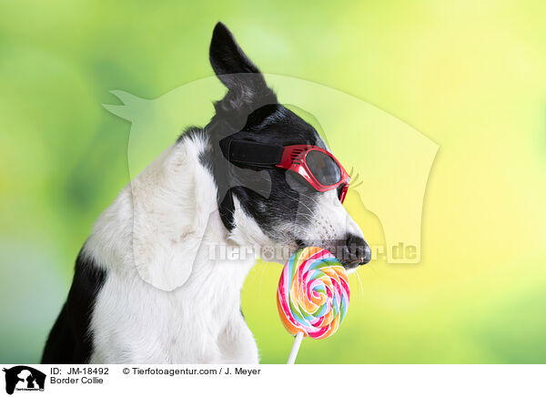 Border Collie / Border Collie / JM-18492