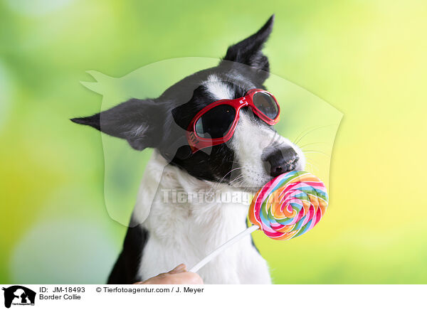 Border Collie / Border Collie / JM-18493