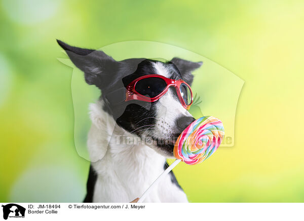 Border Collie / Border Collie / JM-18494