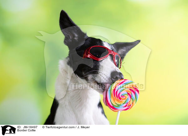 Border Collie / Border Collie / JM-18497