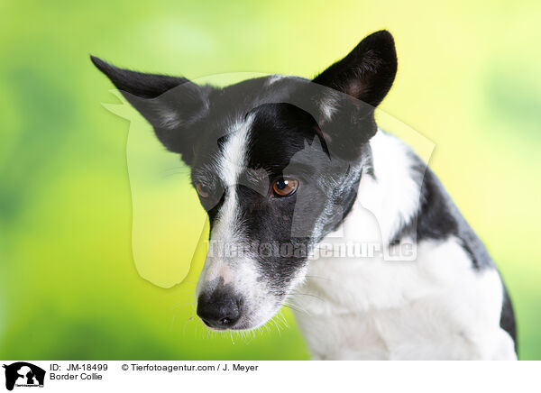 Border Collie / Border Collie / JM-18499