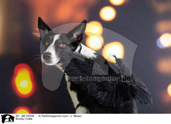 Border Collie / Border Collie / JM-18508