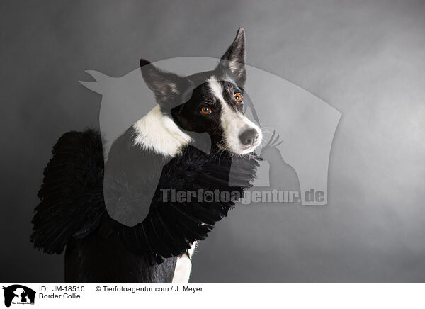 Border Collie / Border Collie / JM-18510