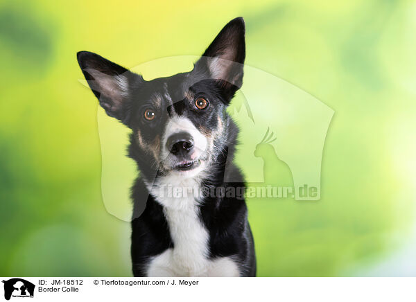 Border Collie / Border Collie / JM-18512
