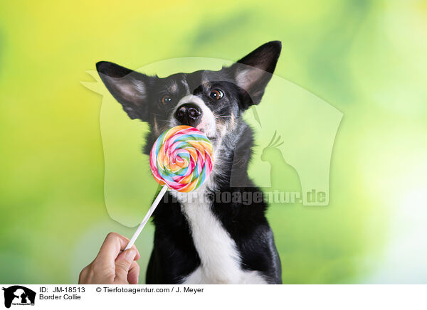 Border Collie / Border Collie / JM-18513