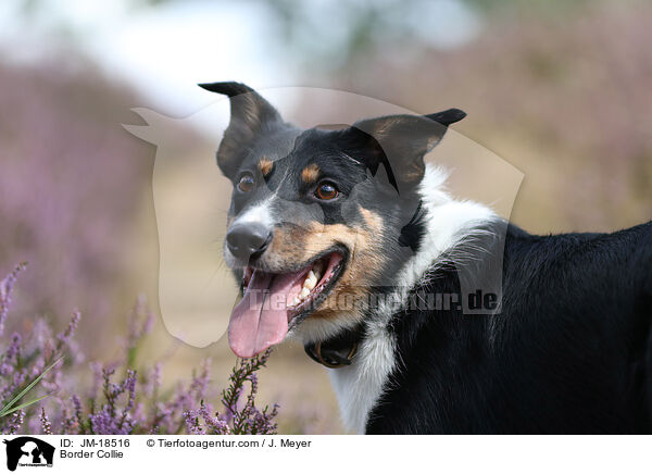 Border Collie / Border Collie / JM-18516