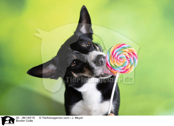 Border Collie / Border Collie / JM-18519