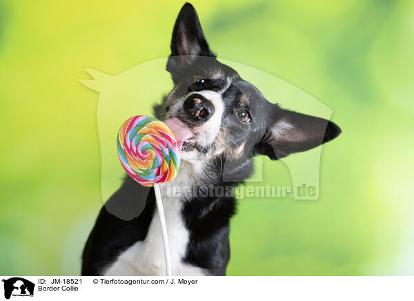 Border Collie / Border Collie / JM-18521