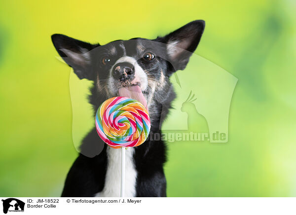 Border Collie / JM-18522