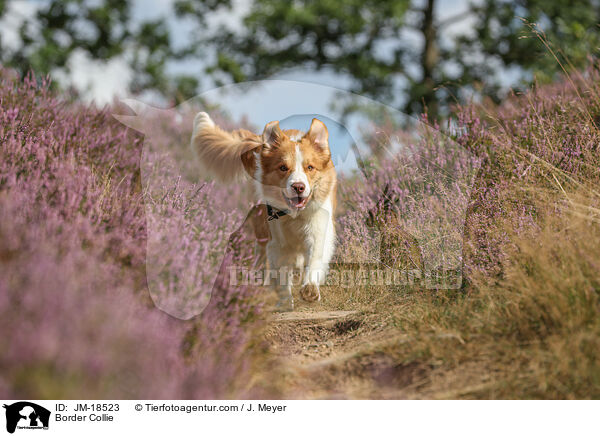 Border Collie / JM-18523