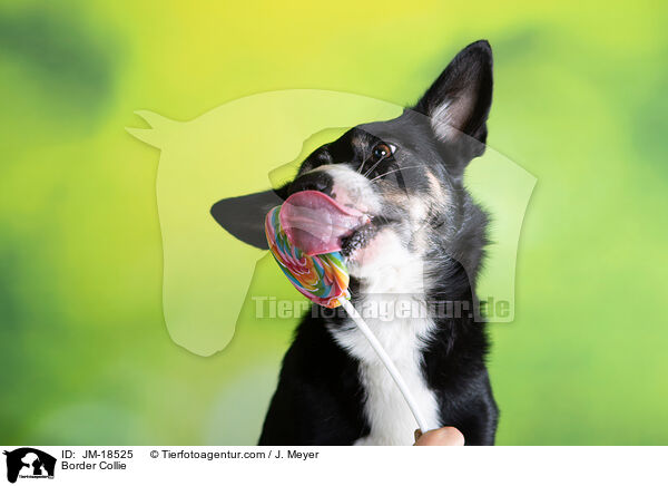 Border Collie / JM-18525