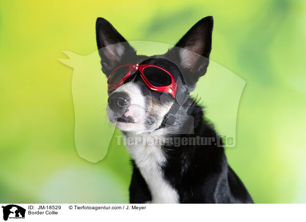 Border Collie / Border Collie / JM-18529