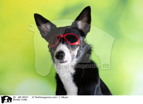 Border Collie / Border Collie / JM-18531