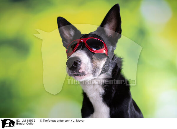 Border Collie / Border Collie / JM-18532