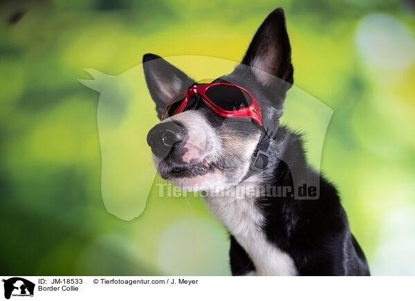 Border Collie / Border Collie / JM-18533