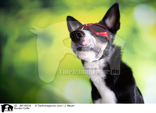 Border Collie / Border Collie / JM-18534