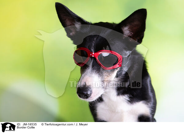Border Collie / Border Collie / JM-18535