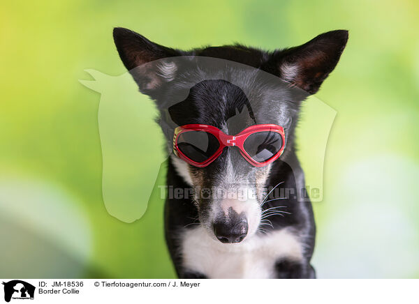 Border Collie / Border Collie / JM-18536