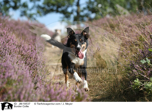 Border Collie / Border Collie / JM-18537