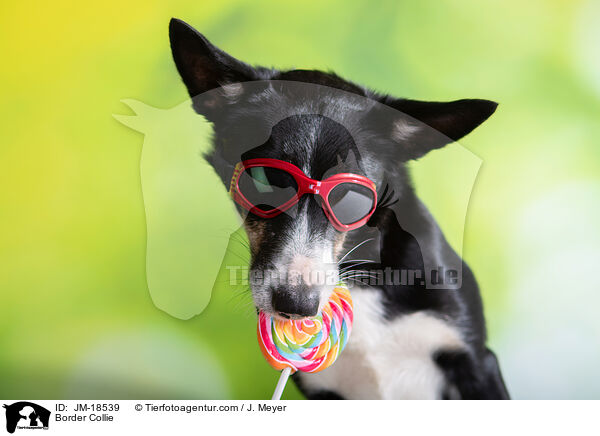 Border Collie / Border Collie / JM-18539