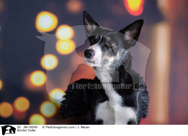 Border Collie / Border Collie / JM-18540