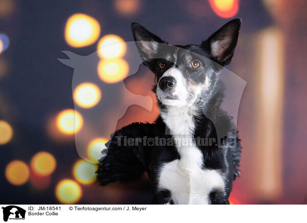 Border Collie / Border Collie / JM-18541