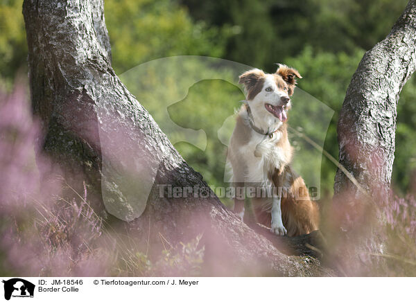 Border Collie / Border Collie / JM-18546
