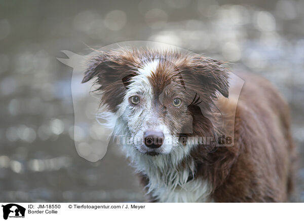 Border Collie / JM-18550