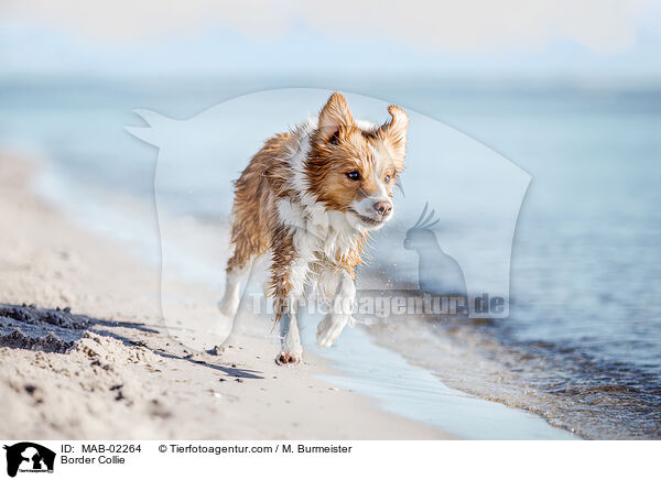 Border Collie / Border Collie / MAB-02264
