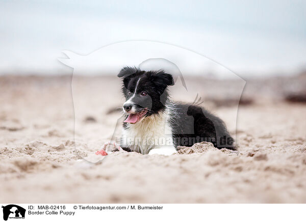 Border Collie Welpe / Border Collie Puppy / MAB-02416