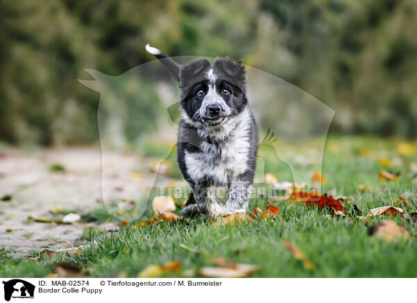 Border Collie Puppy / MAB-02574