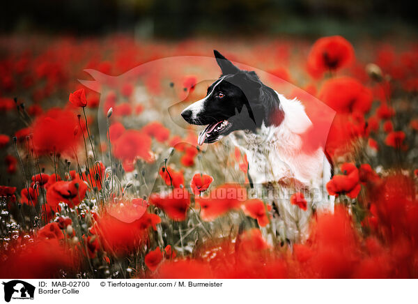 Border Collie / Border Collie / MAB-02700