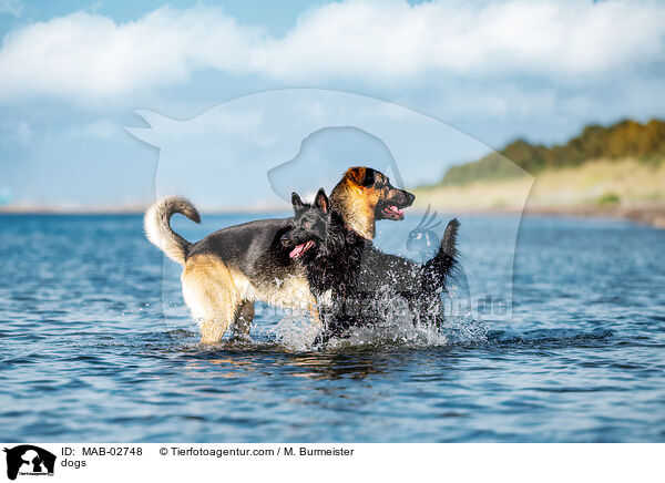 dogs / MAB-02748