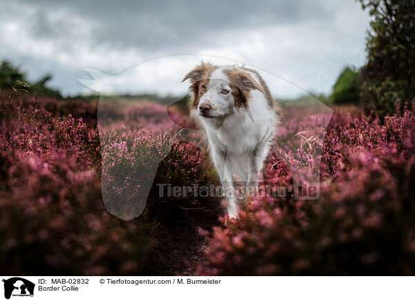 Border Collie / MAB-02832