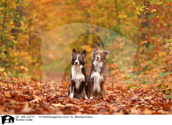 Border Collie / KB-12731